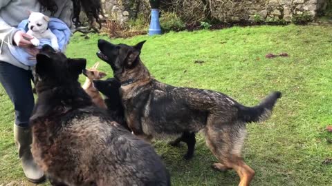 Horses gallop, dogs play, sheep & even new pup plays with Big Fellow
