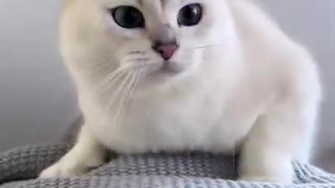 Cute cat video