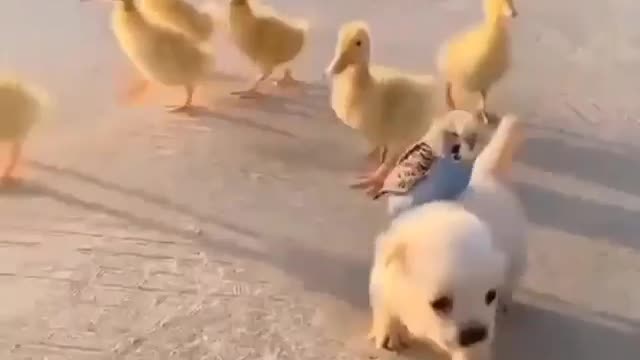 Cute puppy with a parrot for best friend .and a family of ducks .