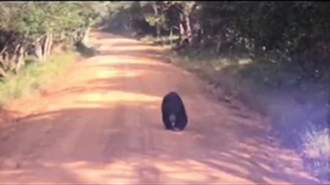 A Bear in the Wilpattu Jungle