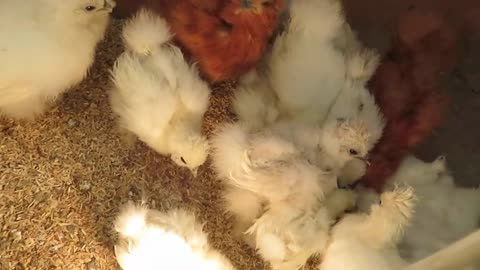 Silkie chicks (most of them - buff)