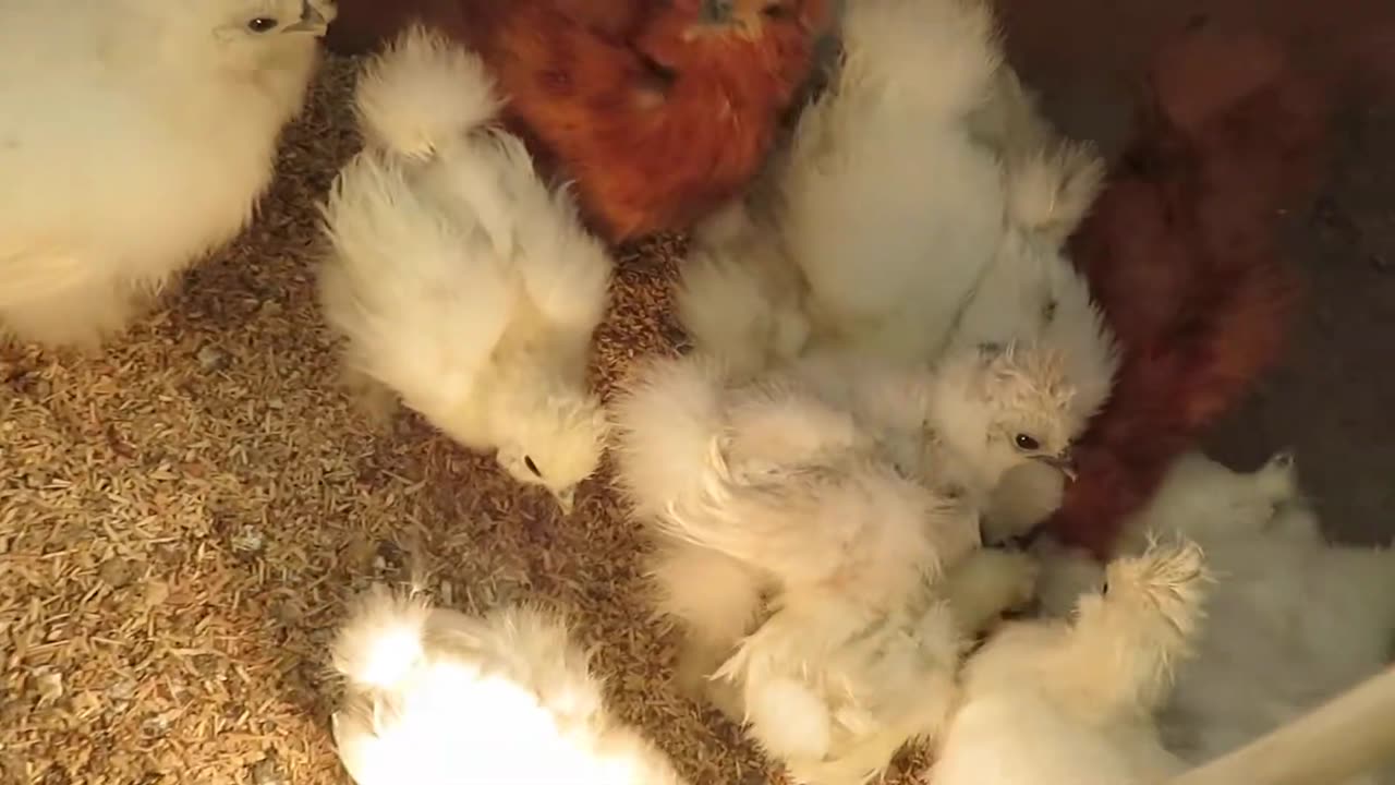 Silkie chicks (most of them - buff)