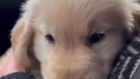 Best funny cat video