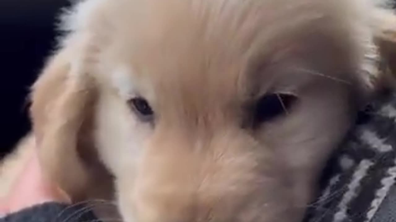 Best funny cat video