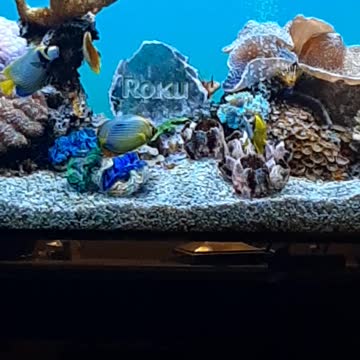 Wow a free Roku Fish Tank