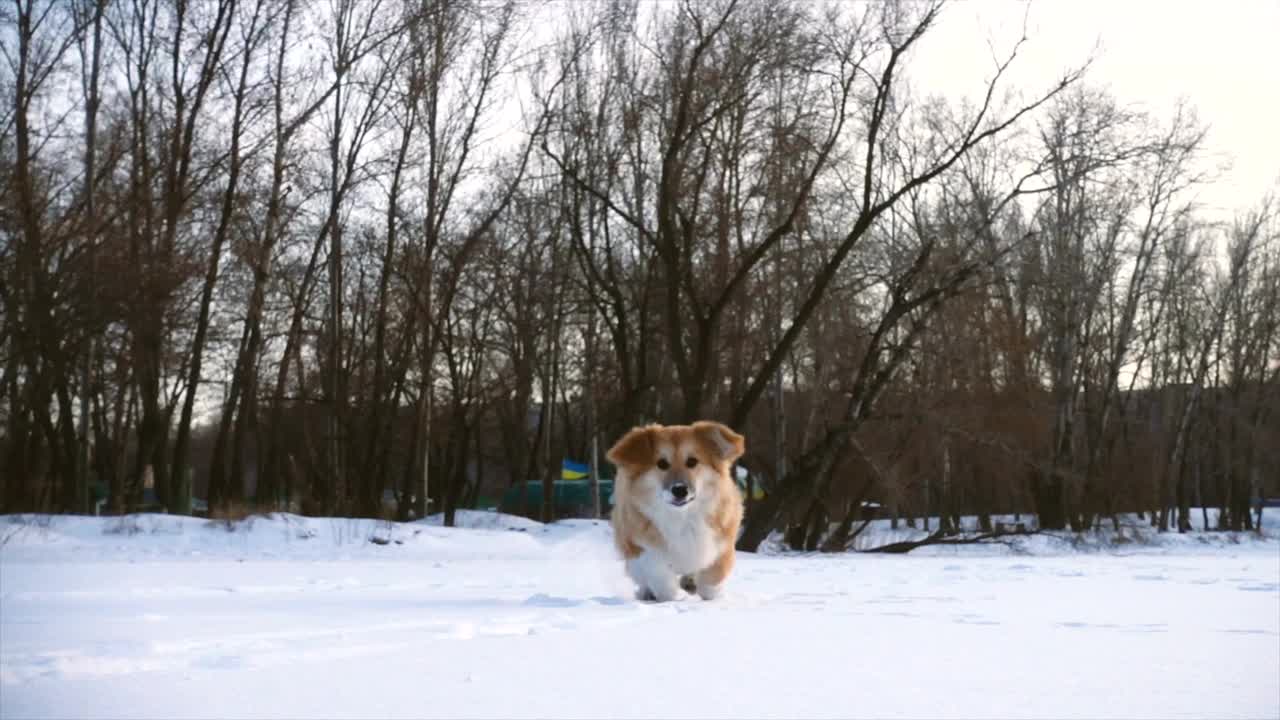 Little dog running in snow in slow motion