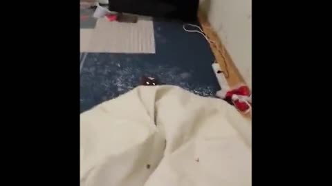 Funny video