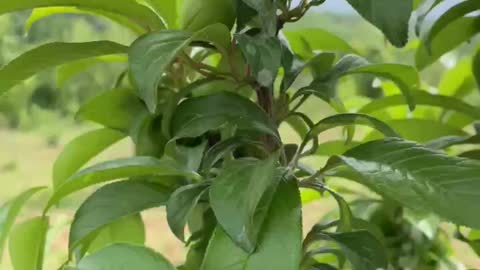 Black Amber Plum Grafted Last Year