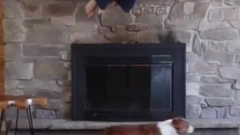 Funny dog #shorts #trending #viral #dog