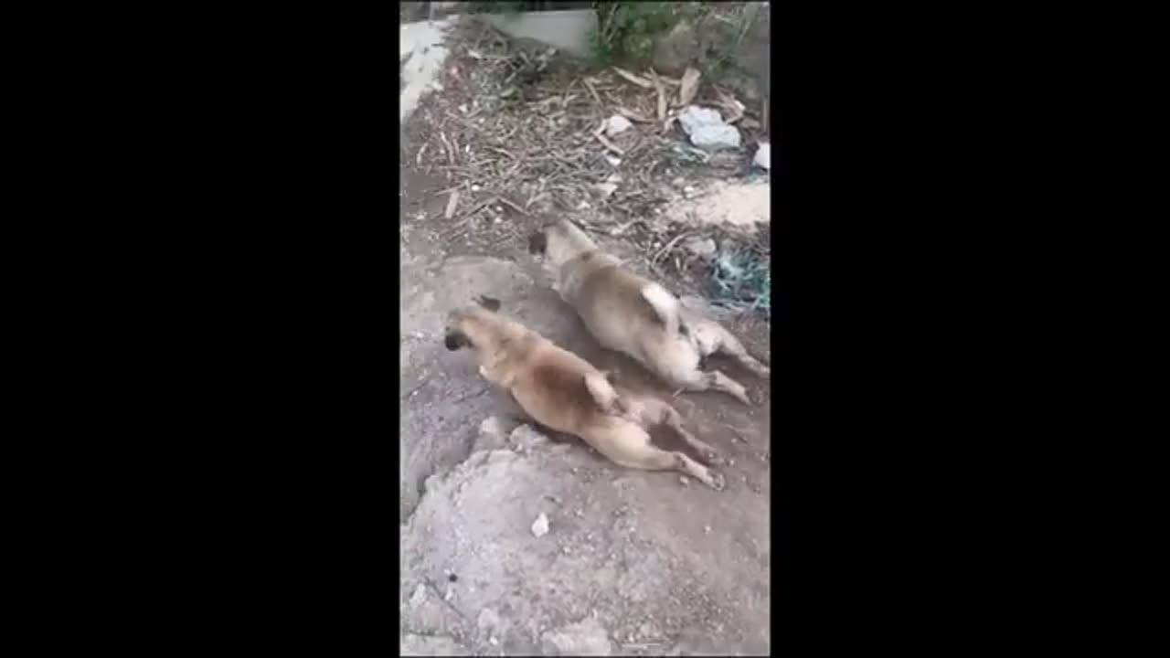 Animal Funny Video 3