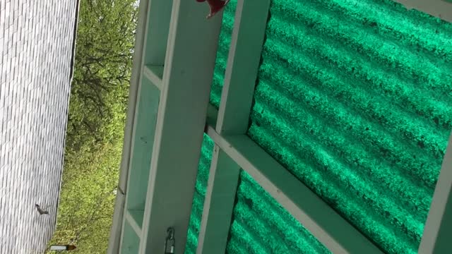 Hummingbirds at play