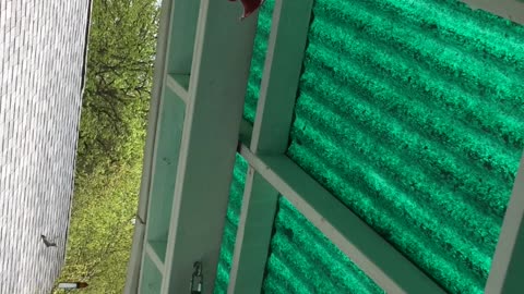 Hummingbirds at play