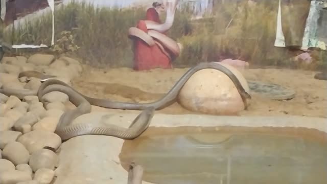 Two dangerous cobra snake is one room.