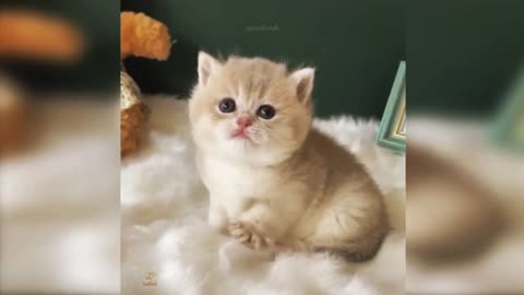 kitten