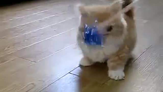 Funny cat short video