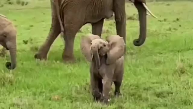 Just an adorable video of a baby Ellie, it's just too cute