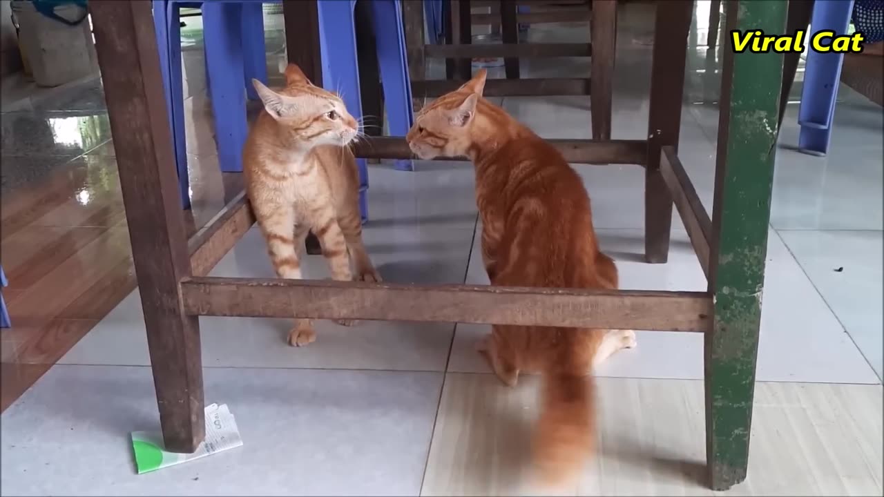 cat fighting