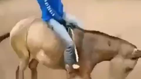 Horse did not feel sorry for the owner