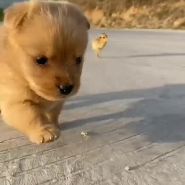 Cute Playing Puppy