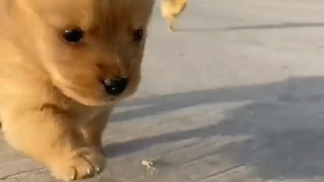 Cute Playing Puppy