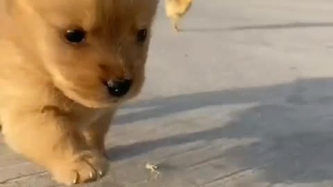 Cute Playing Puppy