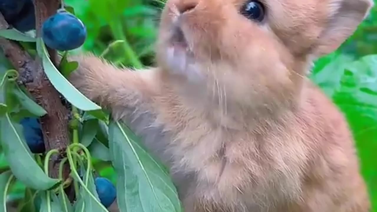 cute rabbit