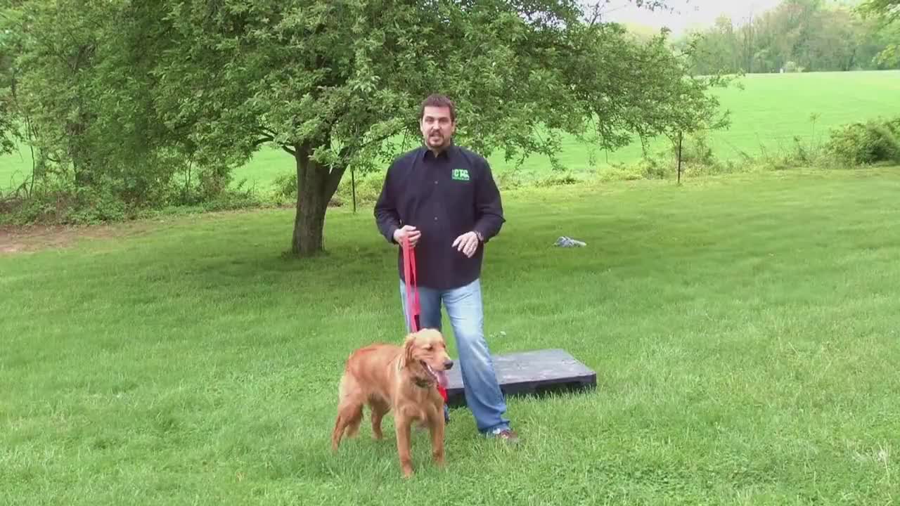 FREE SKILL TO TRAIN YOUR DOG