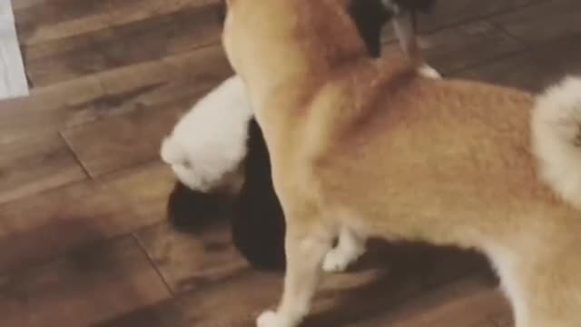 Every dog wants to touch its head