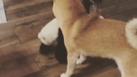 Every dog wants to touch its head