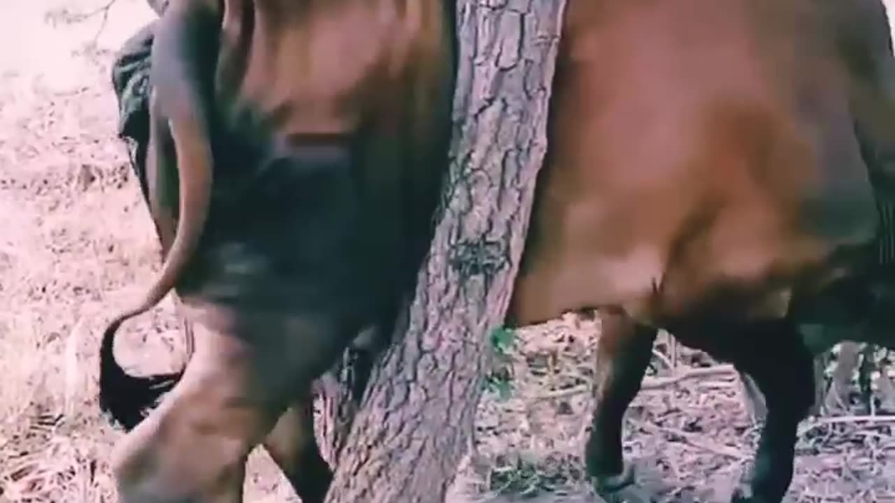 rescue cows stuck to branches #shorts