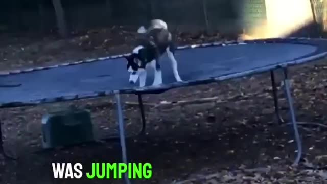 He found his dog outside jumping on the trampoline 😂👏