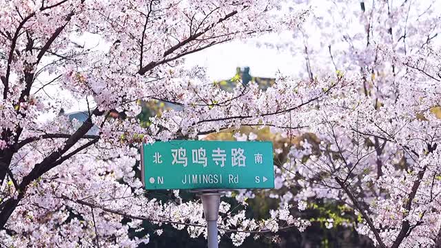 Look at the most beautiful cherry blossoms