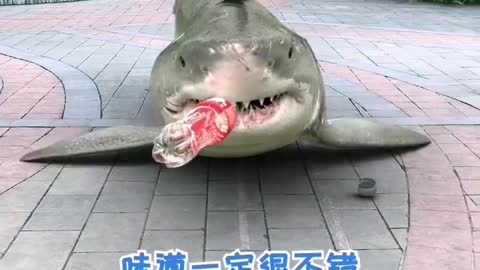 A shark drinking cocacola-how cool is that