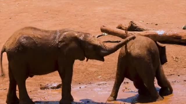 Cute Baby Elephants are Playing In The Mud