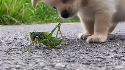 Cute Puppy Plays With Locust