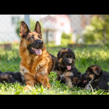 German Shepherd Dog facts