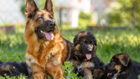 German Shepherd Dog facts