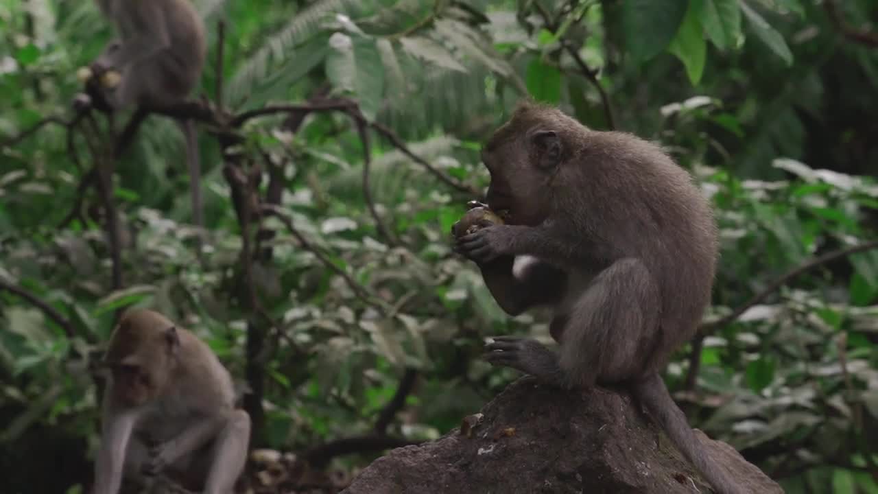 Monkey eating a fruit in the jungle