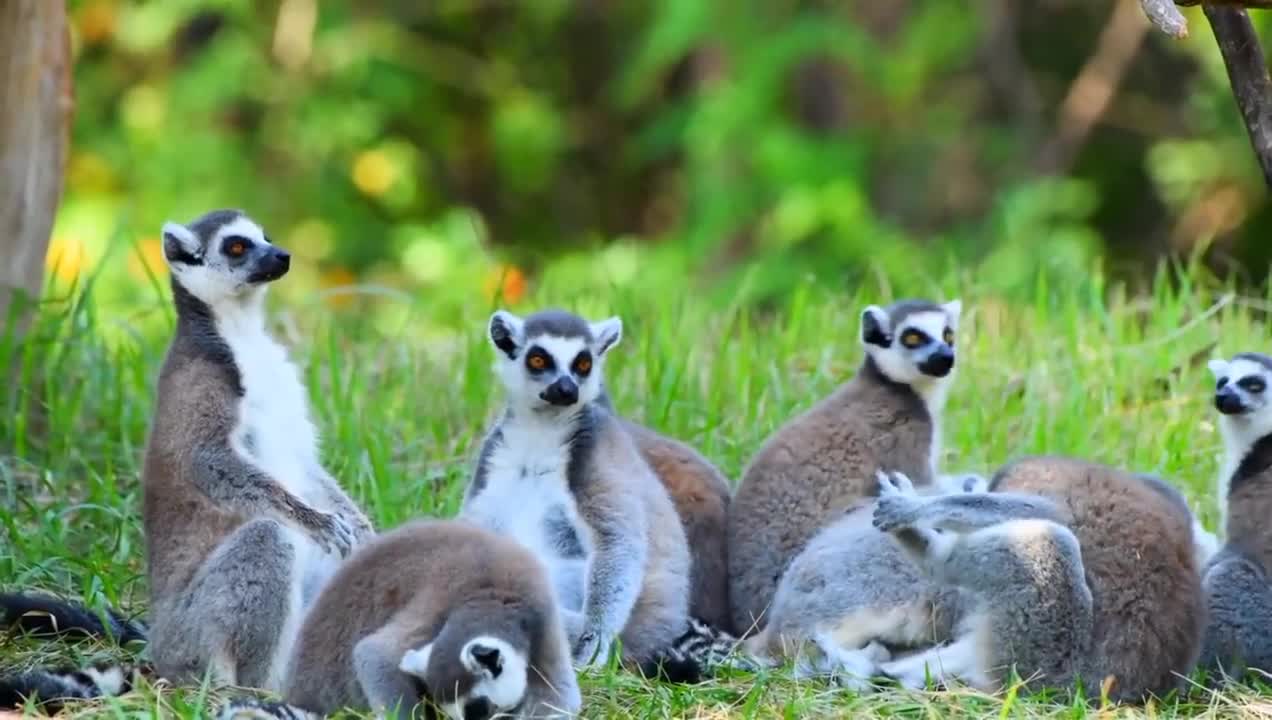 lemur,monkeys,animal,nature , video