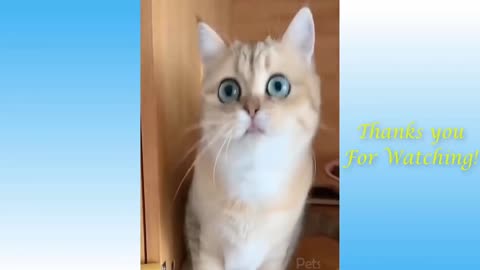 Top Funny Cat Videos: TRY NOT TO LAUGH