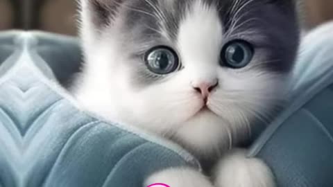 Meow 14 😍😍