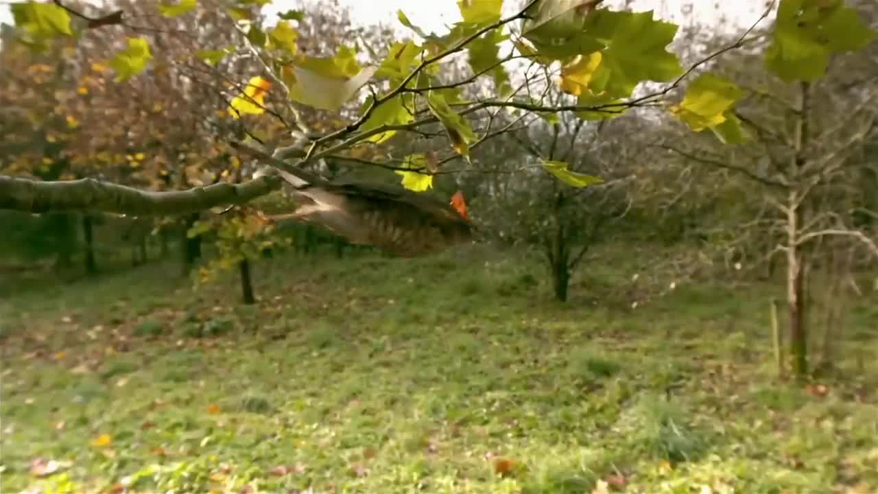 Los 7 Ataques De Águila Más Locos Jamás Filmados-8
