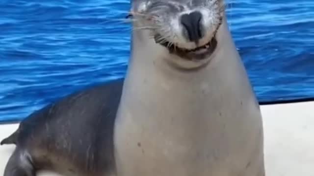 FUNNY ANIMALS VIDEOS TRY NOT TO LAUGH 🤣 | FUNNY CATS | FUNNY DOGS | CUTEST ANIMALS