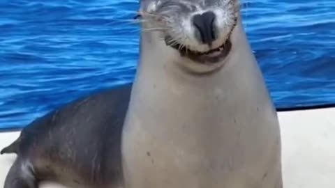 FUNNY ANIMALS VIDEOS TRY NOT TO LAUGH 🤣 | FUNNY CATS | FUNNY DOGS | CUTEST ANIMALS
