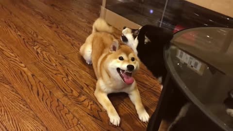 The shiba sisters love each other everyday