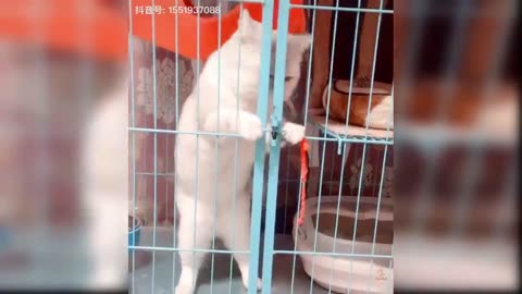 Cute cats#cats#animals#Funny#cutefunny#pretty