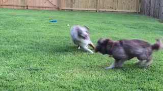 Young Aussie tries to herd his playmate