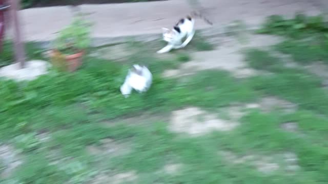 The kitten is chasing the rabbit.