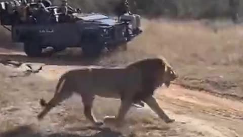 Lion Takes out wild dog pups