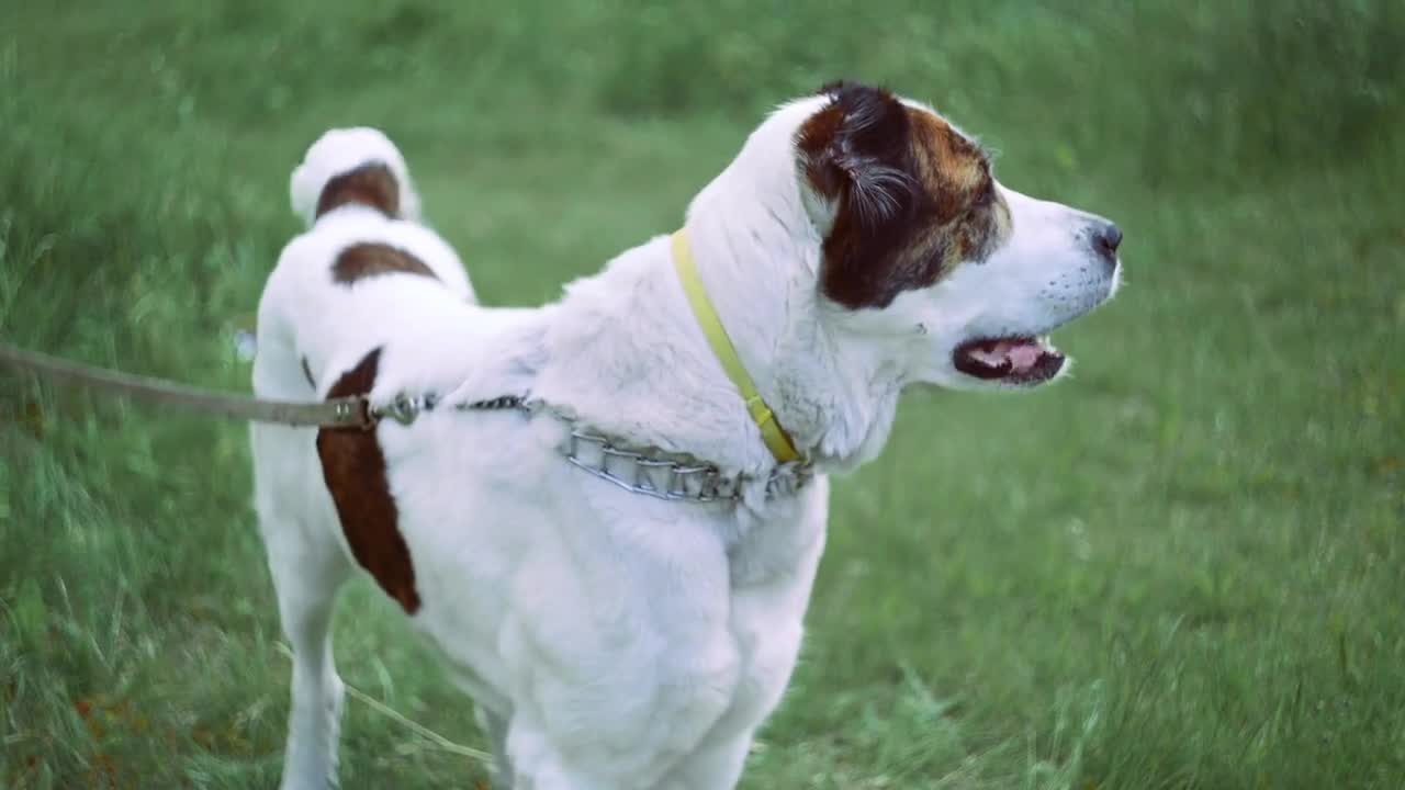 Dog barking | Dog sound | Barking dog .